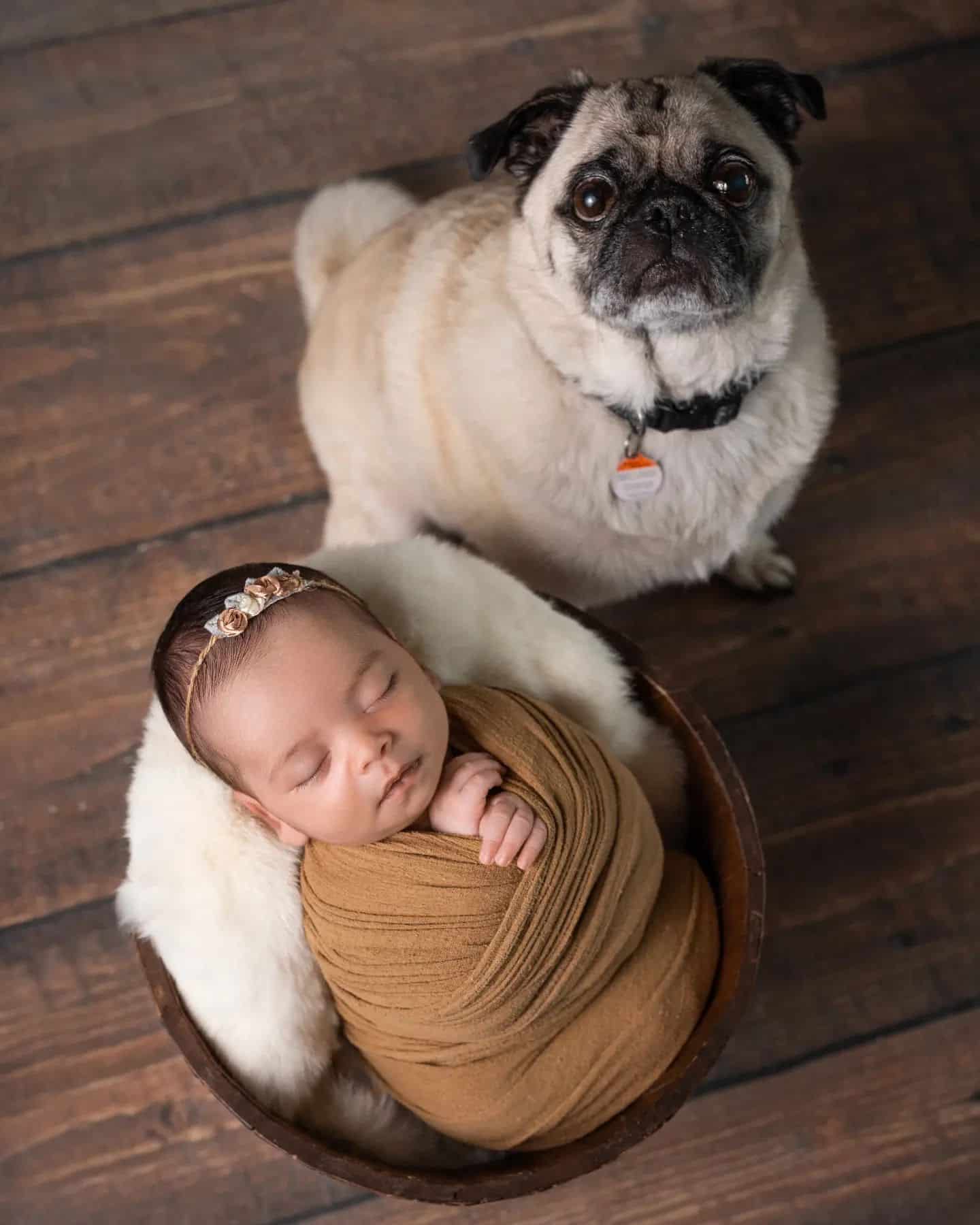 Baby photographer Toronto – newborn baby photographed with pet cat in warm wooden setting
